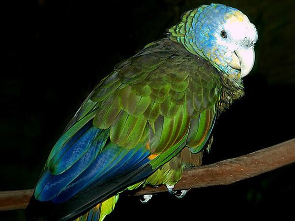 Saint Vincent parrot